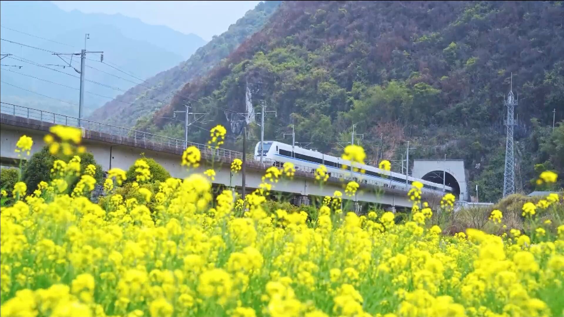 'รถไฟความเร็วสูง' โลดแล่นกลางดงดอกไม้แห่งวสันตฤดูในกุ้ยหลิน