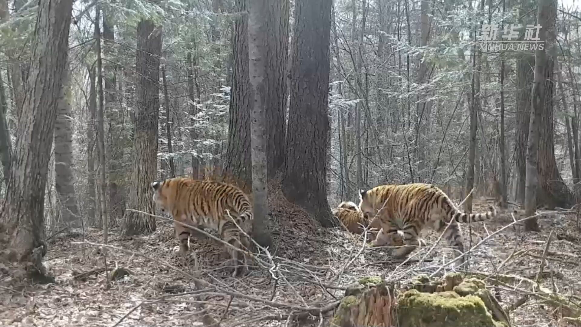 จี๋หลินจับภาพครอบครัว 'เสือโคร่งไซบีเรีย' เดินเตร่กลางป่าได้ครั้งแรก