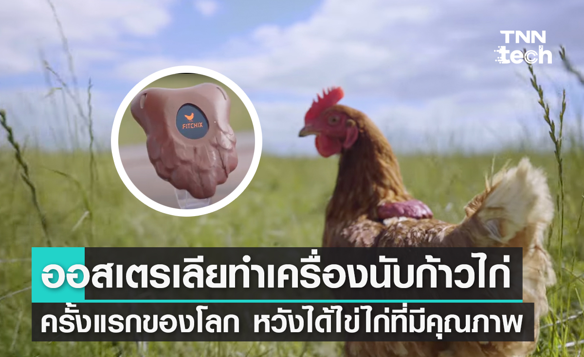 ออสเตรเลียทำเครื่องนับก้าวให้ไก่ใช้เป็นครั้งแรกของโลก หวังติดตามเพื่อให้ได้ไข่ไก่ที่มีคุณภาพ