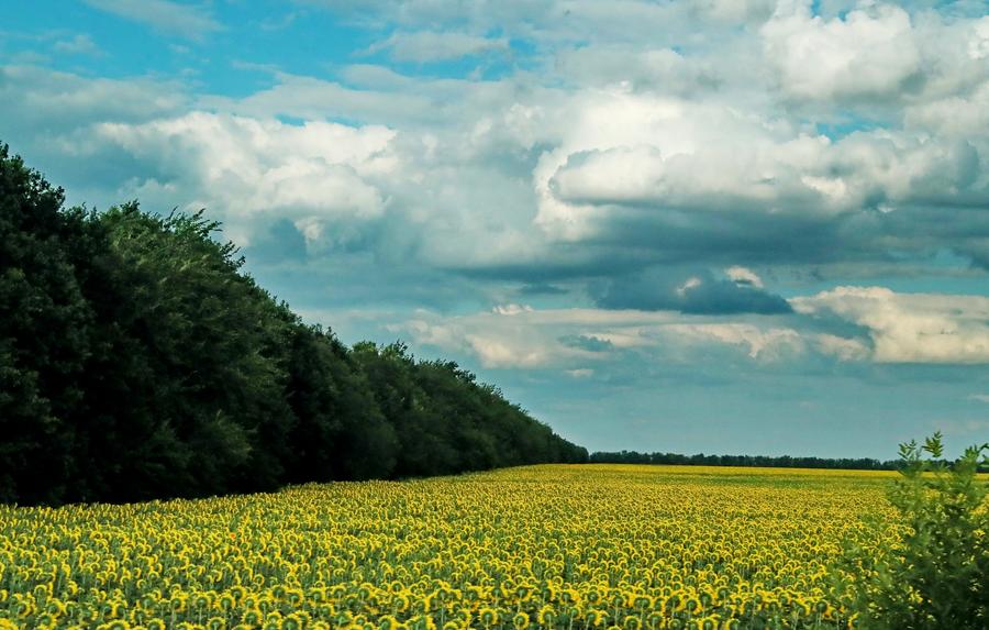 ยูเครนคาดผลผลิต 'ธัญพืช-เมล็ดพืชน้ำมัน' ลดลง 7% ในปี 2023
