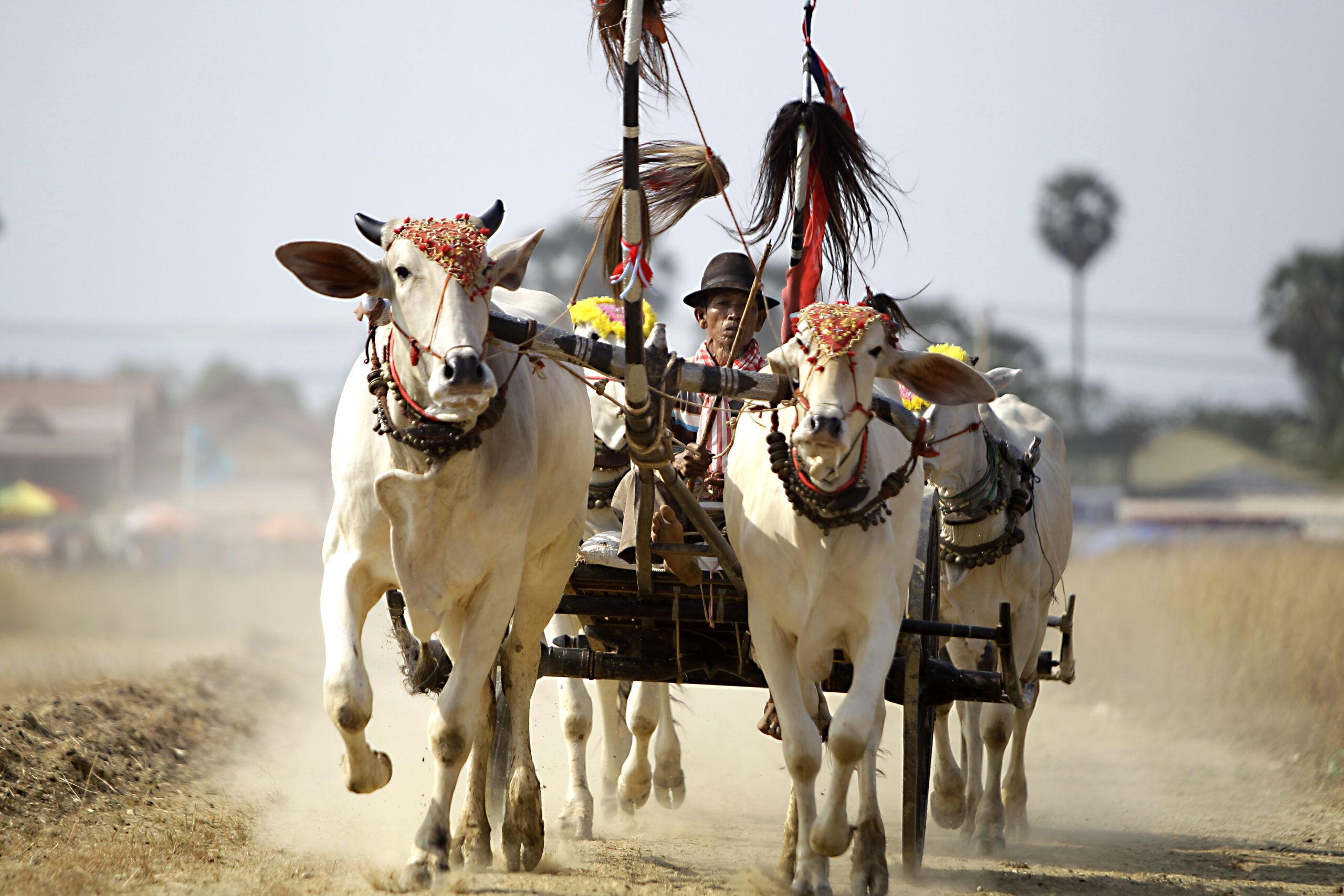กัมพูชาจัดแข่ง 'วิ่งวัวเทียมเกวียน' ประเพณีเก่าแก่หลายร้อยปี