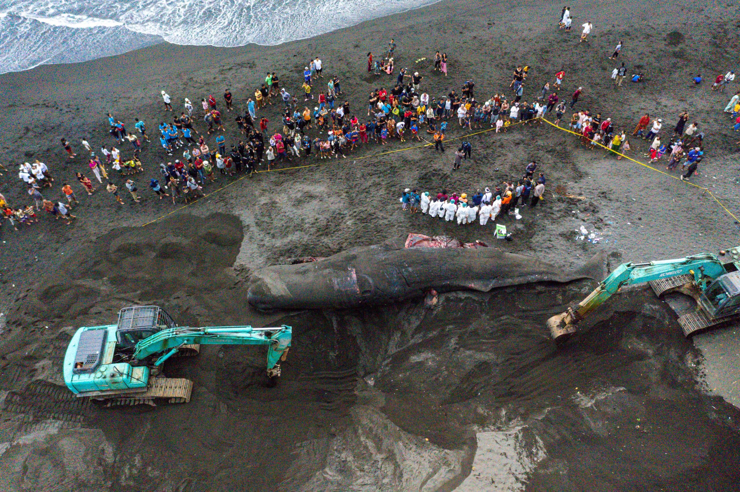 'วาฬหัวทุย' ขนาดใหญ่ เกยตื้นตายบนเกาะบาหลี