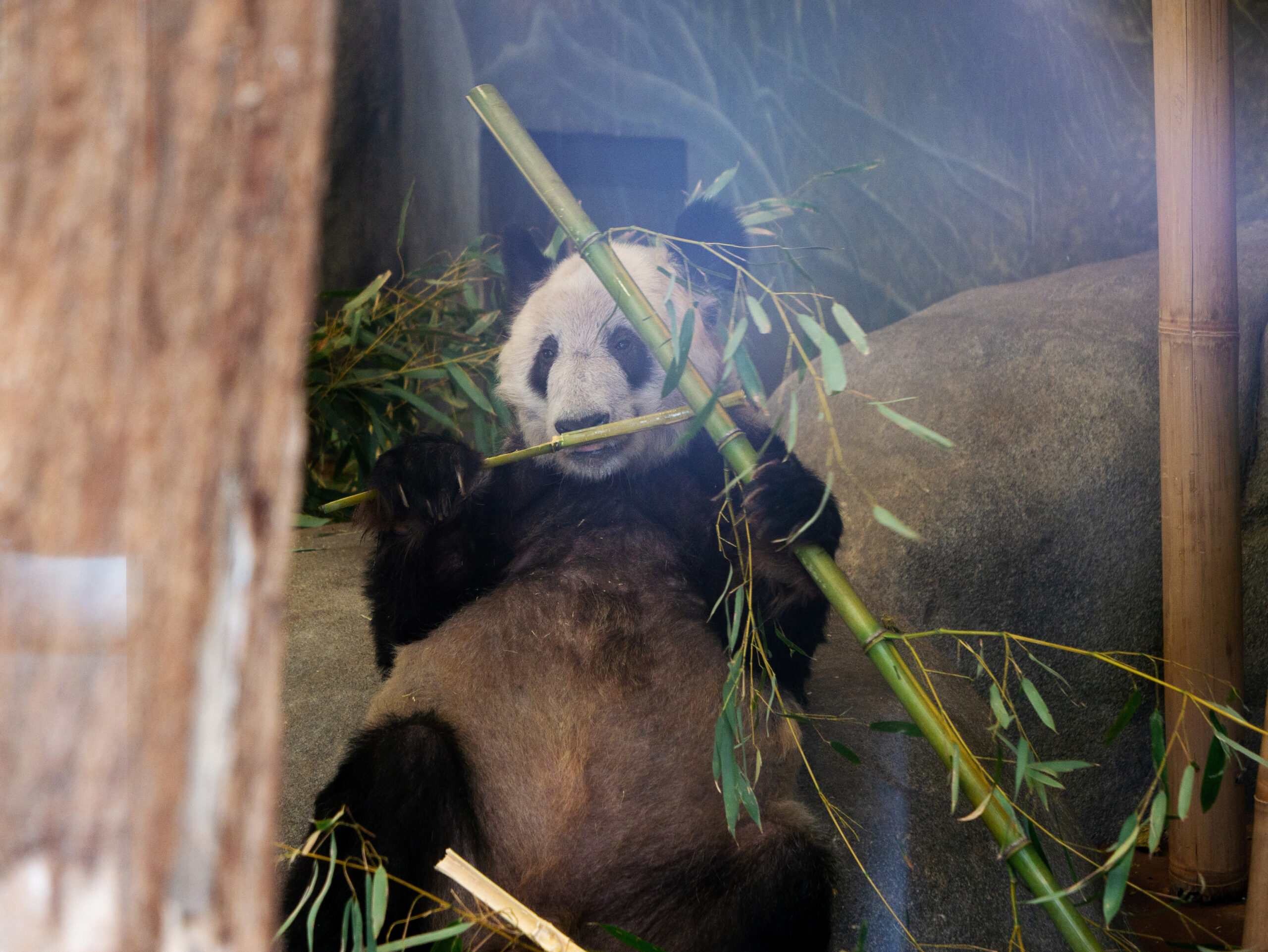 สวนสัตว์สหรัฐฯ จัดงานอำลา 'ยายา' แพนด้ายักษ์จีน