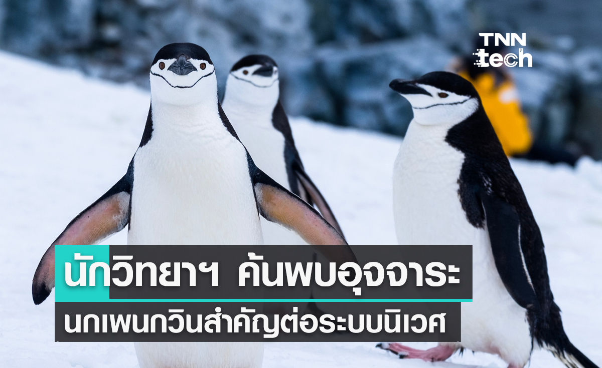 นักวิทยาศาสตร์ค้นพบอุจจาระของนกเพนกวินมีความสำคัญต่อระบบนิเวศในท้องทะเล