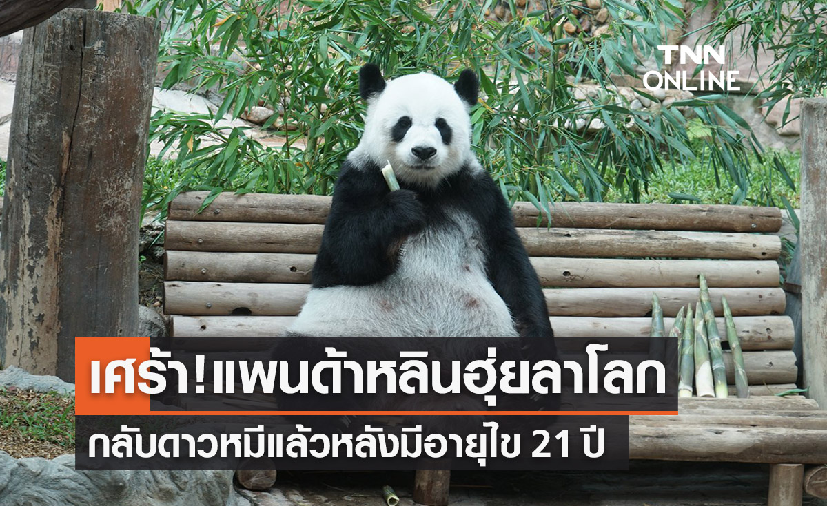 ด่วน! “แพนด้าหลินฮุ่ย” ตายแล้ว! กลับดาวหมีอายุ 21 ปี