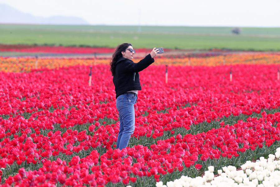 'พรมดอกทิวลิป' แต่งแต้มสีสันในตุรกี