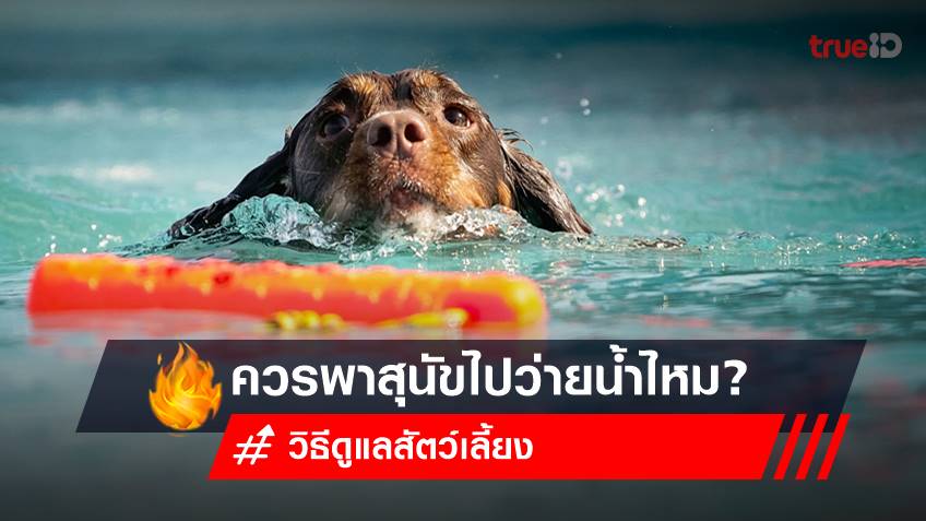 ควรพาสุนัขไปว่ายน้ำไหม? ส่องเหตุผลที่น้องหมา สัตว์เลี้ยงสุด