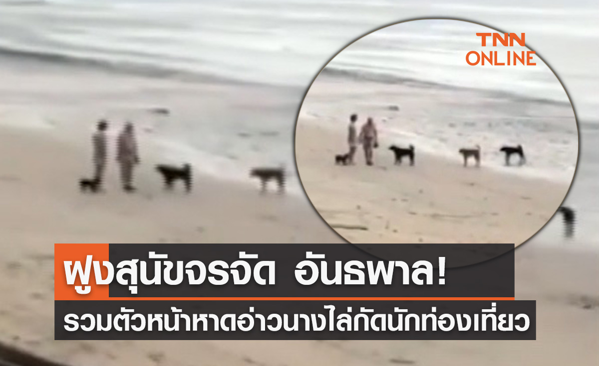 โผล่อีก! "ฝูงสุนัขจรจัด" รวมตัวหน้าหาดอ่าวนางไล่กัดนักท่องเที่ยว