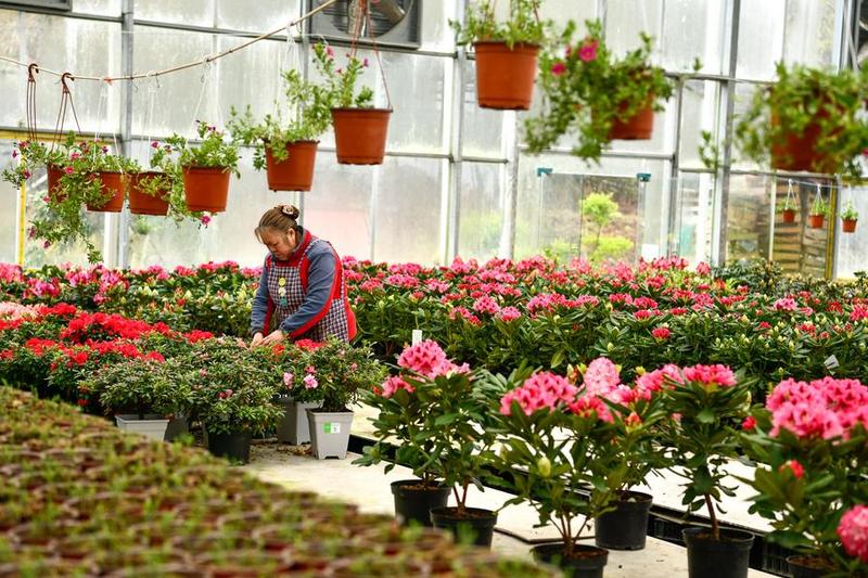 จีนตั้งเป้ายอดขาย 'ดอกไม้' ต่อปี ทะลุ 7 แสนล้านหยวนในปี 2035