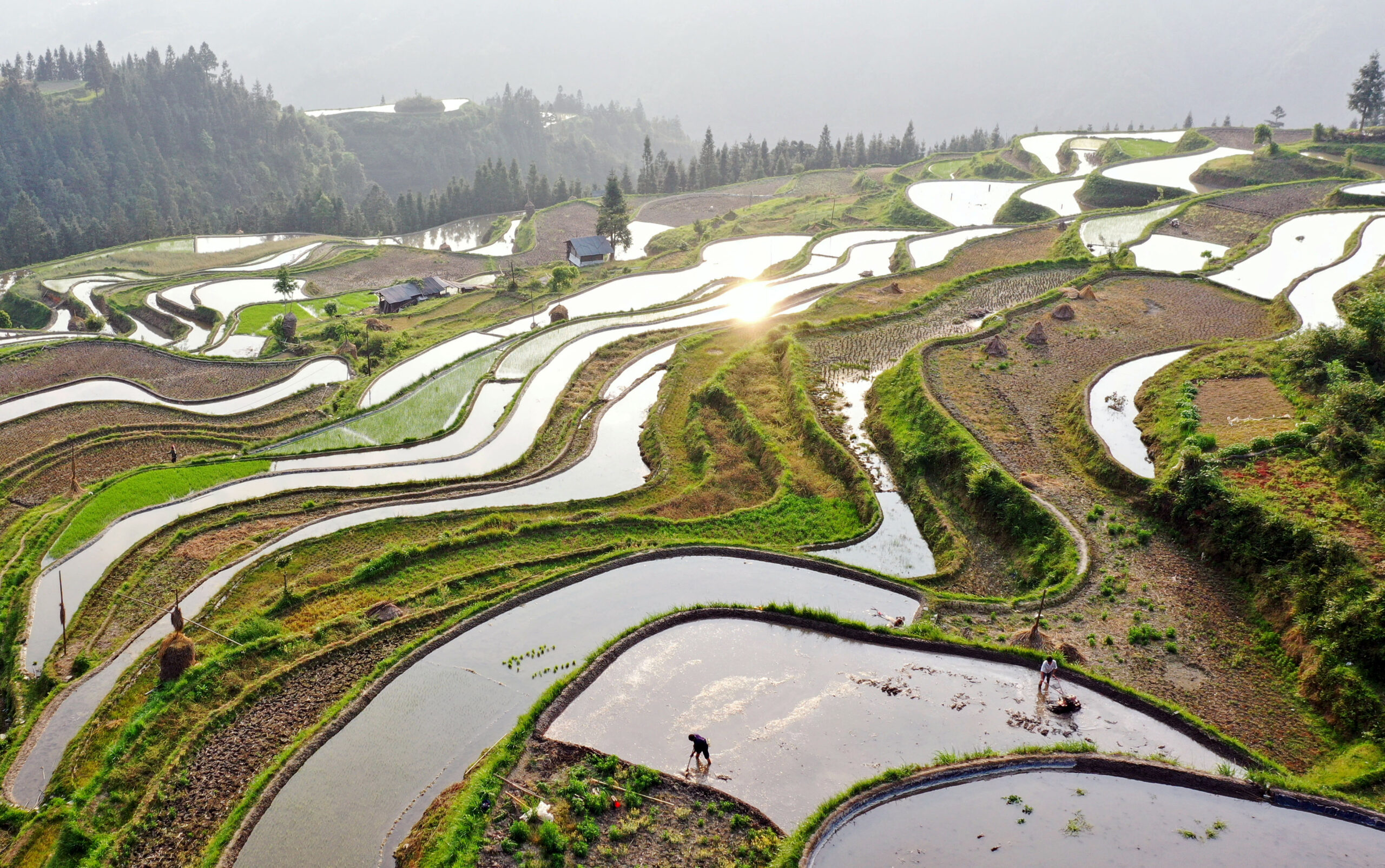 เกษตรกรจีนเริ่มงาน 'เพาะปลูกฤดูร้อน' ใต้แสงแดดเจิดจ้า
