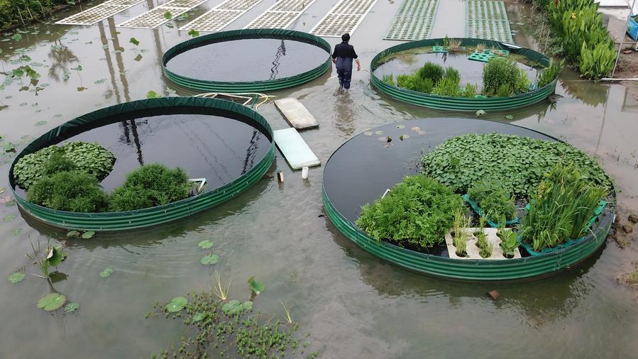 เกษตรกรฉางซา 'ปลูกพืชในน้ำ' ผลผลิต-รายได้เพิ่ม
