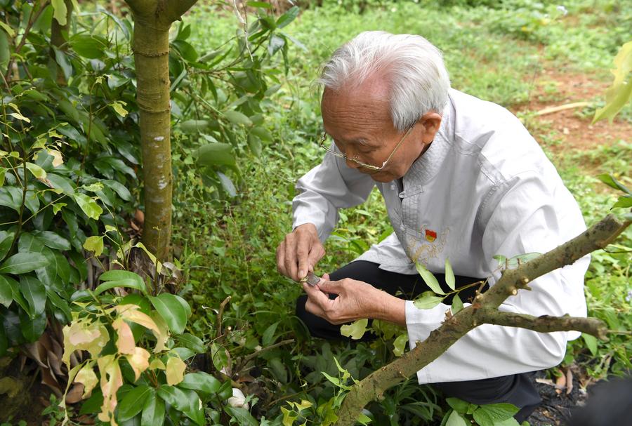 ชายจีนวัย 87 ใช้ความรู้พัฒนาพันธุ์ 'ลิ้นจี่' ในกว่างซี