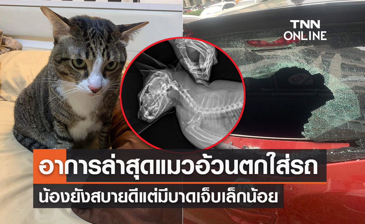 อัปเดตอาการ “ชิฟู” แมวตกใส่รถ น้องสบายดีแต่เจ็บเล็กน้อย