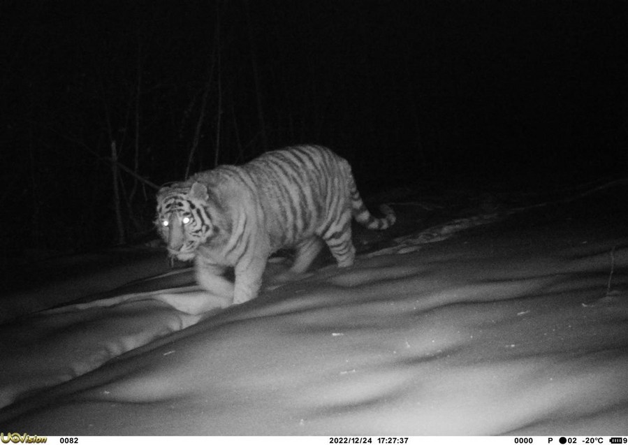จีนพบ 'เสือโคร่งไซบีเรีย' สัตว์ใกล้สูญพันธุ์ ในเทือกเขาต้าซิงอันหลิ่ง