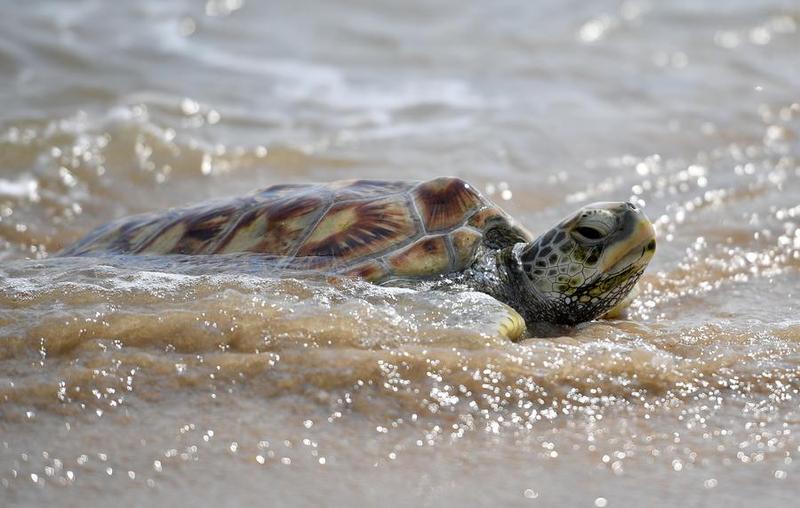 เขตอนุรักษ์ฯ กวางตุ้งพบ 'เต่าทะเล' ขึ้นฝั่งวางไข่ครั้งแรกของปี