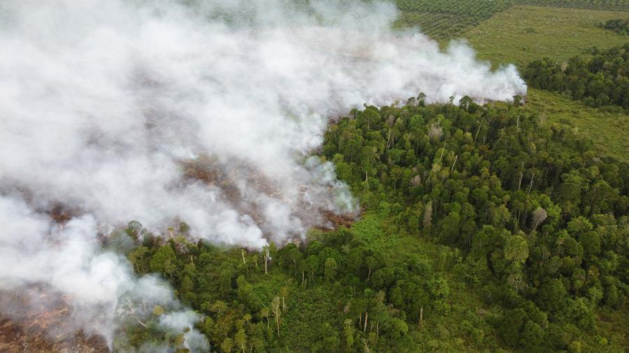 อินโดฯ เผยอัตรา 'ตัดไม้ทำลายป่า' ลดลงช่วงปี 2021-2022