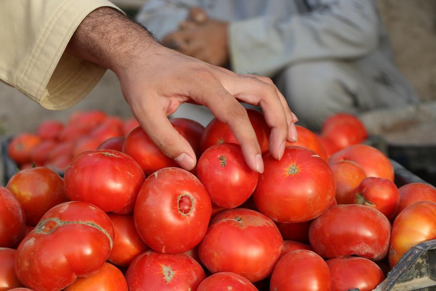 เกษตรกรเก็บเกี่ยว 'มะเขือเทศ' สดใหม่ในอัฟกาฯ