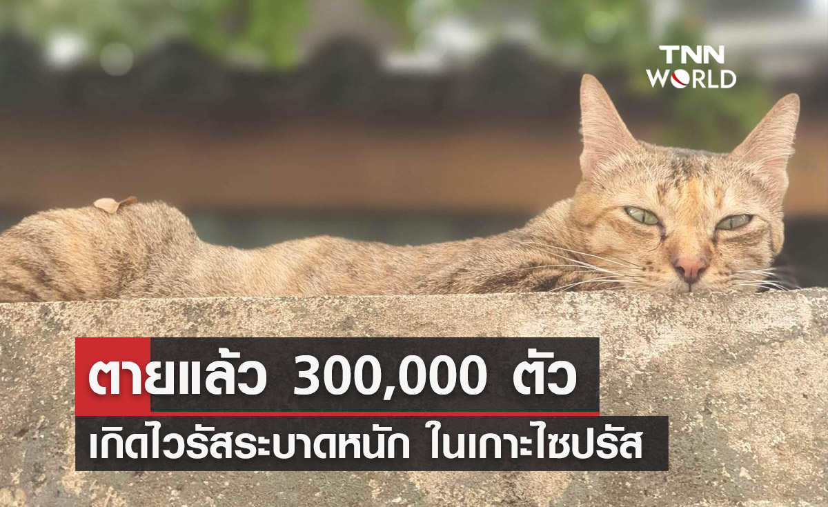 ไวรัสประหลาด! ทำแมวในไซปรัสตายแล้ว 300,000 ตัวนับตั้งแต่ต้นปีนี้