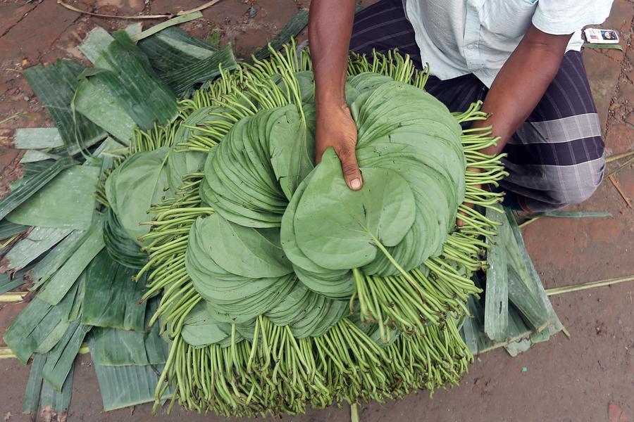 'ใบพลู' พืชเศรษฐกิจสำคัญของบังกลาเทศ