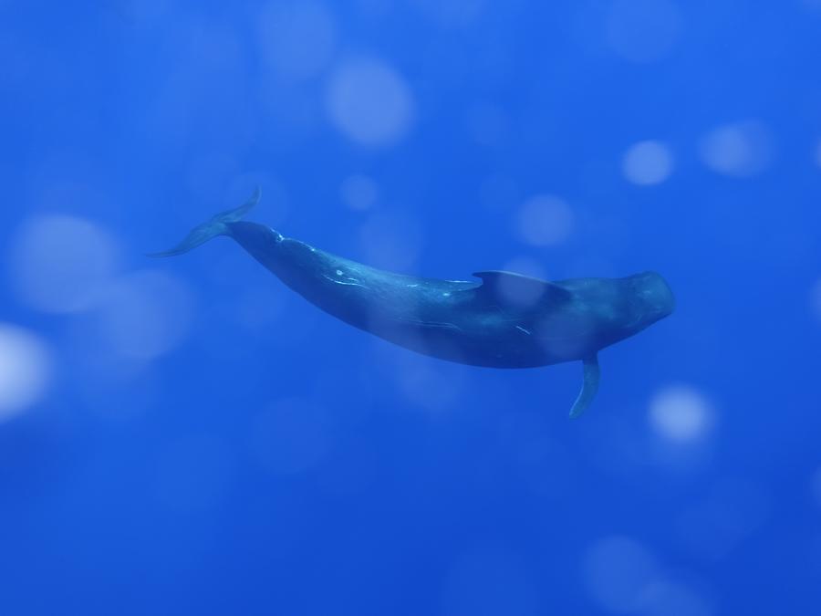 นักวิจัยจีนพบ 'วาฬ 15 สายพันธุ์' ในทะเลจีนใต้