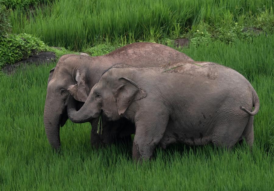 'ช้างเอเชีย' ใช้ชีวิตกลางทุ่งเขียวขจีในยูนนาน