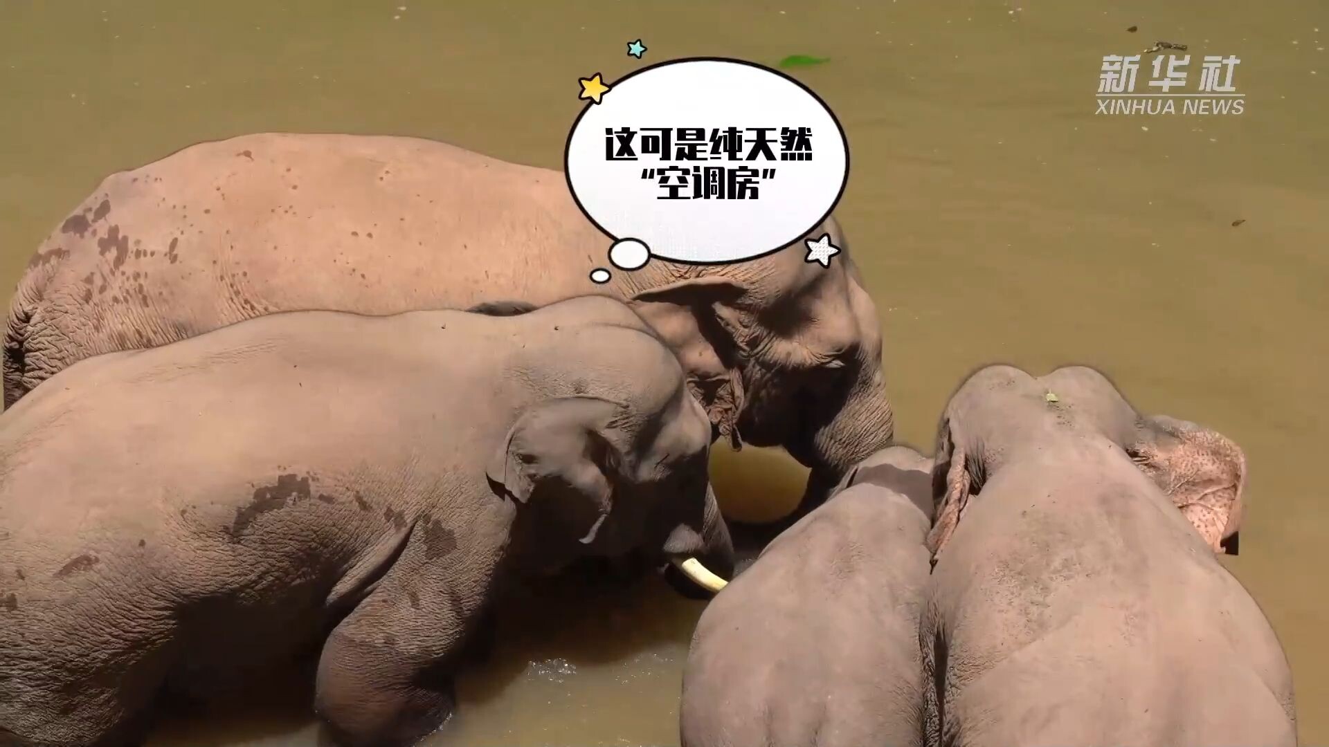 ส่องลูกช้างเอเชีย 'หยางหนิว' ตามแม่เที่ยวป่าในยูนนาน