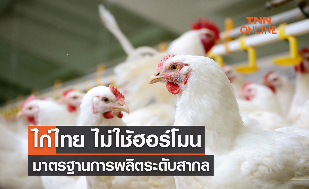 ไก่ไทย ไม่ใช้ฮอร์โมน มาตรฐานการผลิตระดับสากล
