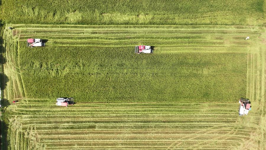 เกษตรกรขับรถจักรเกี่ยว 'ข้าวต้นฤดู' ในหนานชาง