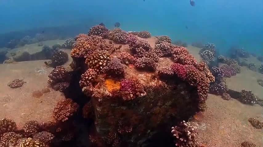 จีนใช้ยานใต้น้ำทรง 'ปลากระเบน' สำรวจแนวปะการังในไหหลำ