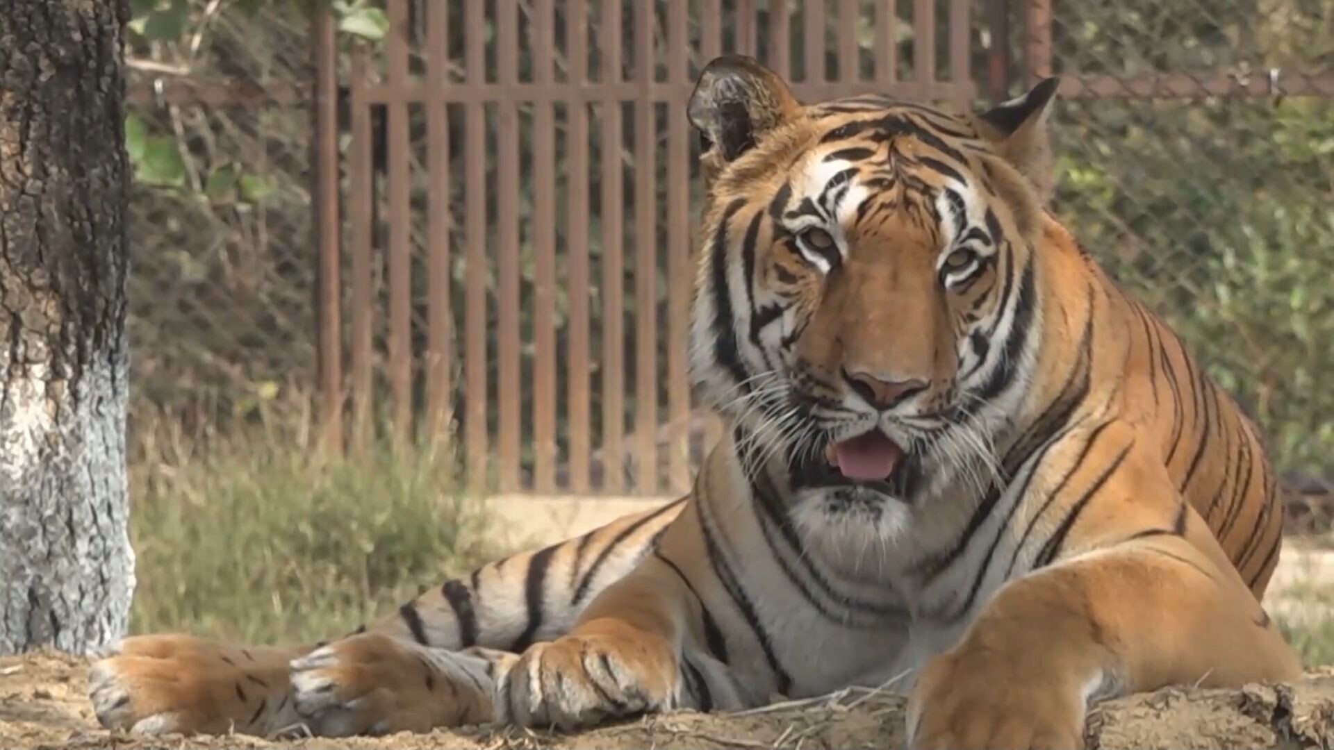 อินเดียพบประชากร 'เสือ' เพิ่มขึ้นกว่า 6% ต่อปี
