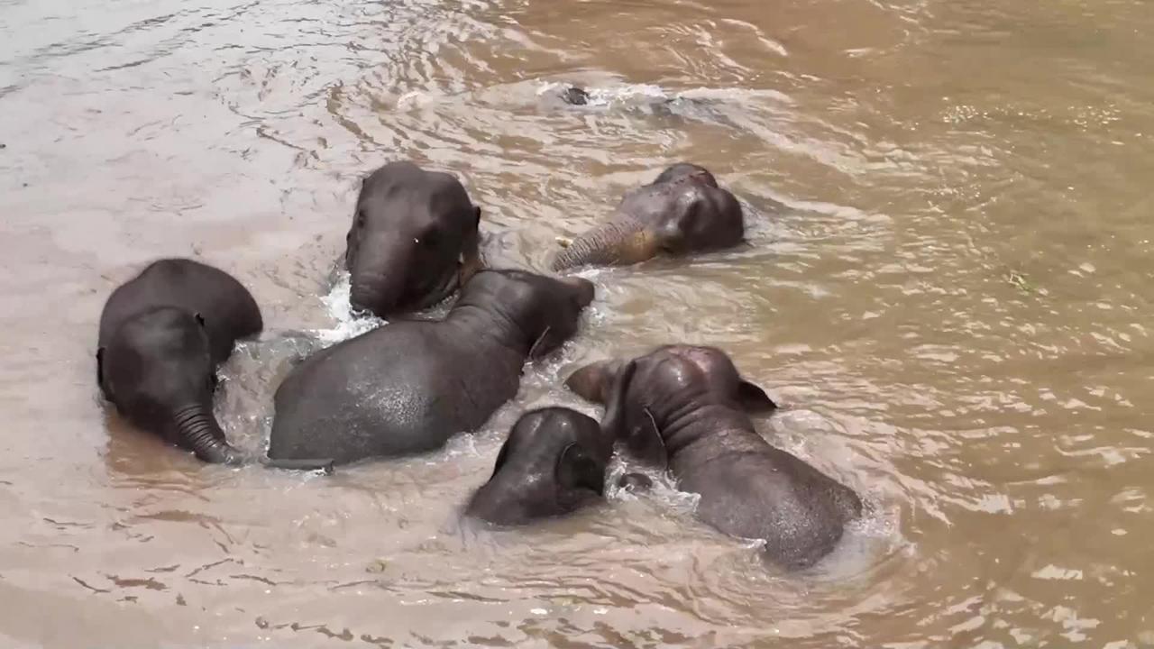 ฝูง 'ช้างเอเชีย' เล่นน้ำคลายร้อนในยูนนาน