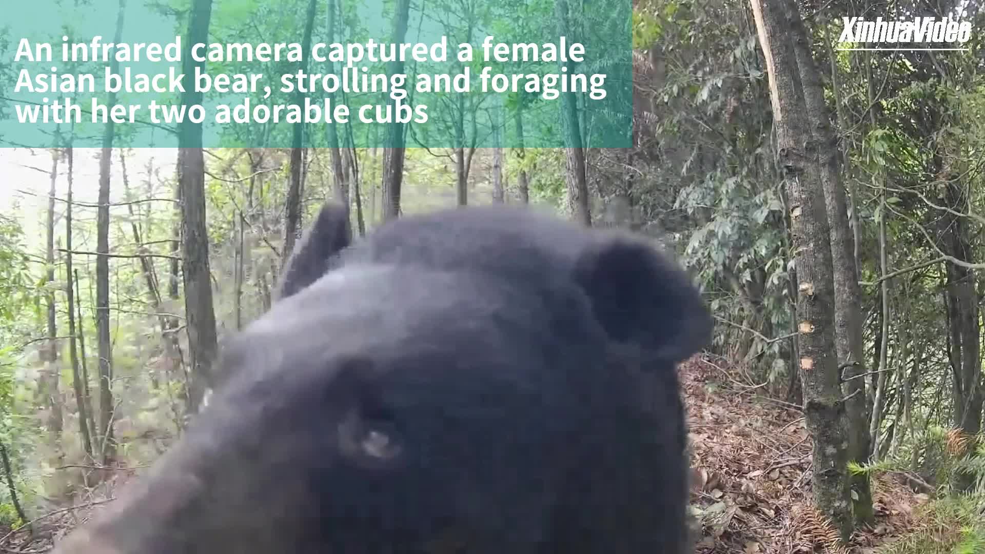 กล้องจับภาพครอบครัว 'หมีควาย' เดินเตร่หาอาหารในเจ้อเจียง