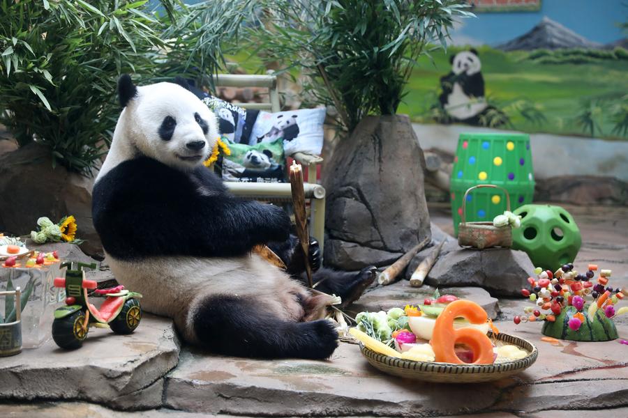 สวนสัตว์ในเหลียวหนิง จัดฉลองวันเกิดแพนด้ายักษ์ 'กังกัง'