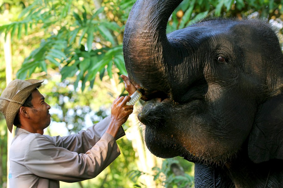 Asia Album : หลากอิริยาบถ 'ช้างสุมาตรา' ในอินโดฯ รับวันช้างโลก