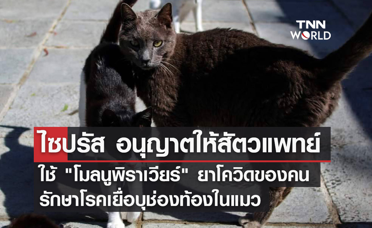 ไซปรัส อนุญาตให้สัตวแพทย์ ใช้ "โมลนูพิราเวียร์" ยาโควิดของคน รักษาโรคเยื่อบุช่องท้องในแมว