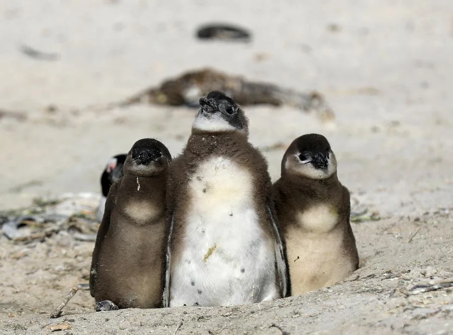น่ารักปุกปุย 'เพนกวินแอฟริกัน' บนชายหาดในแอฟริกาใต้