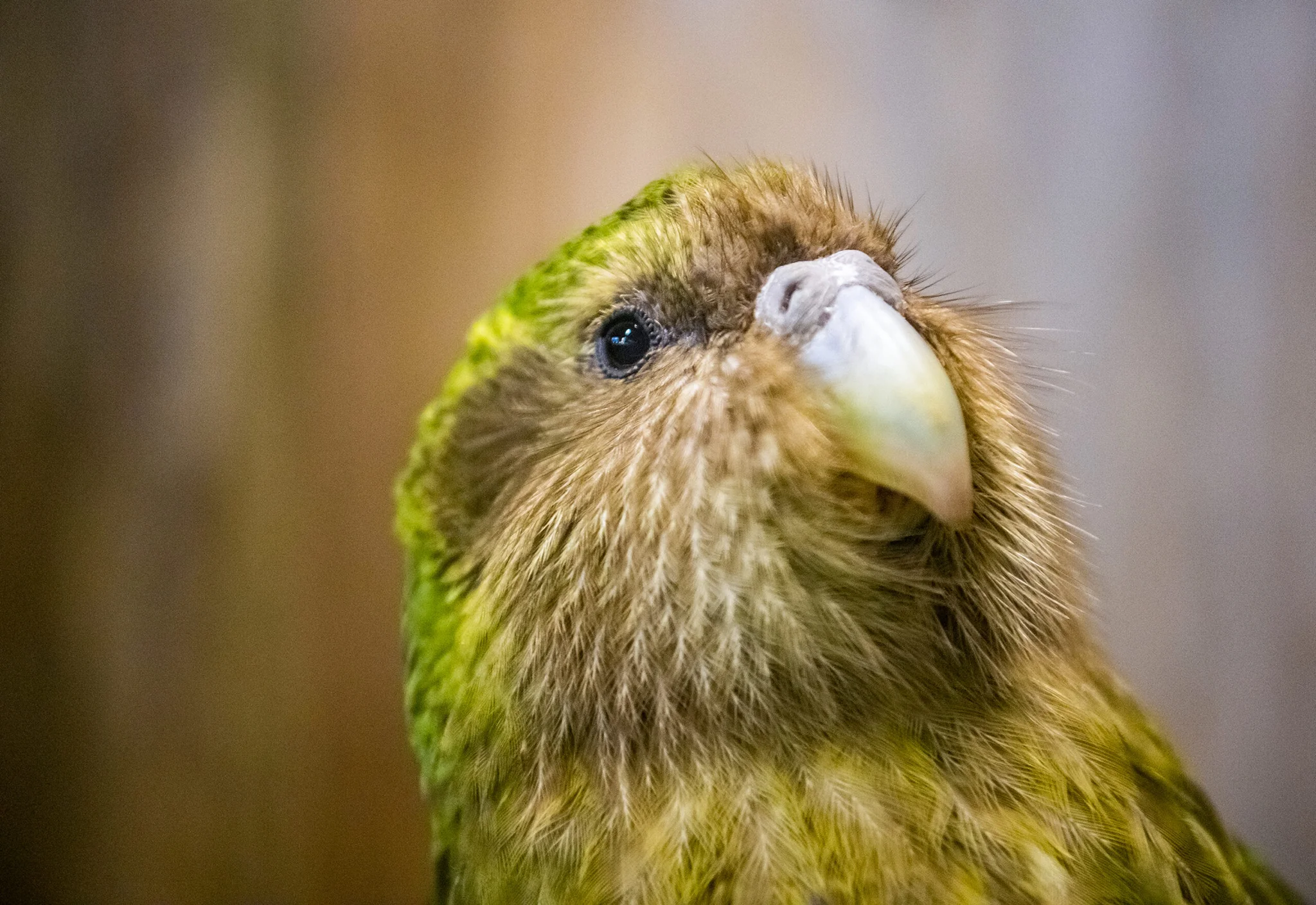 นักวิทย์นิวซีแลนด์อนุรักษ์ 'นกแก้วใกล้สูญพันธุ์' ผ่านการจัดลำดับจีโนม
