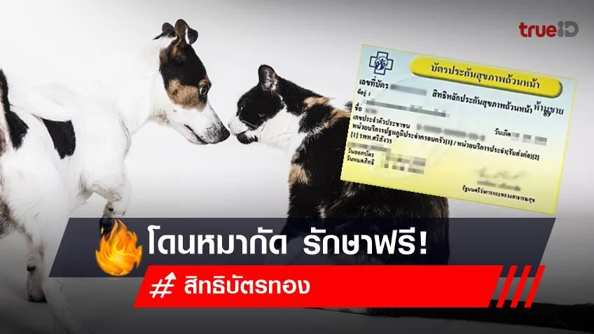 สิทธิบัตรทอง รักษาฟรี! ใครโดนแมวข่วน หมากัด รับวัคซีน ไม่มีค่าใช้จ่าย