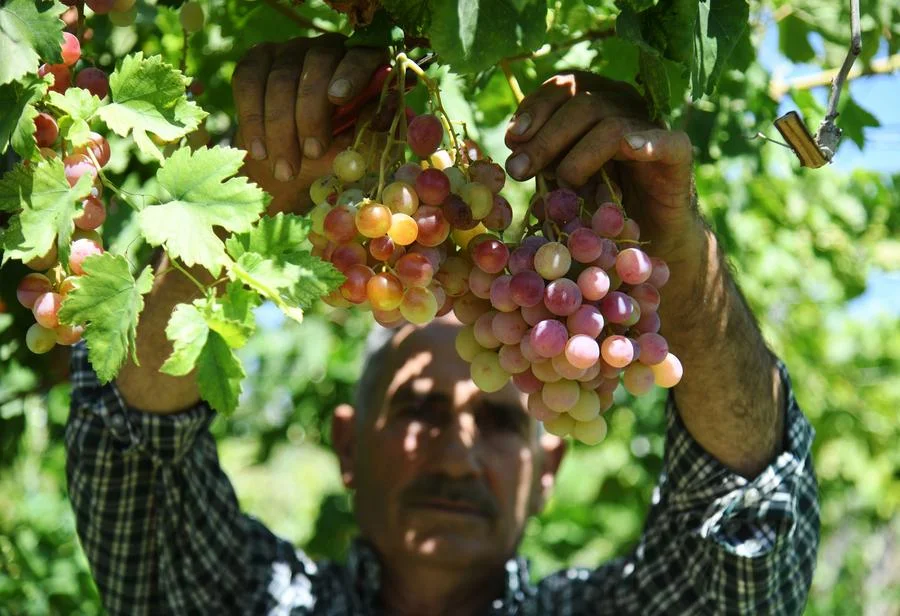 เกษตรกรซีเรียเก็บเกี่ยว 'องุ่น' พวงสวยในดามัสกัส