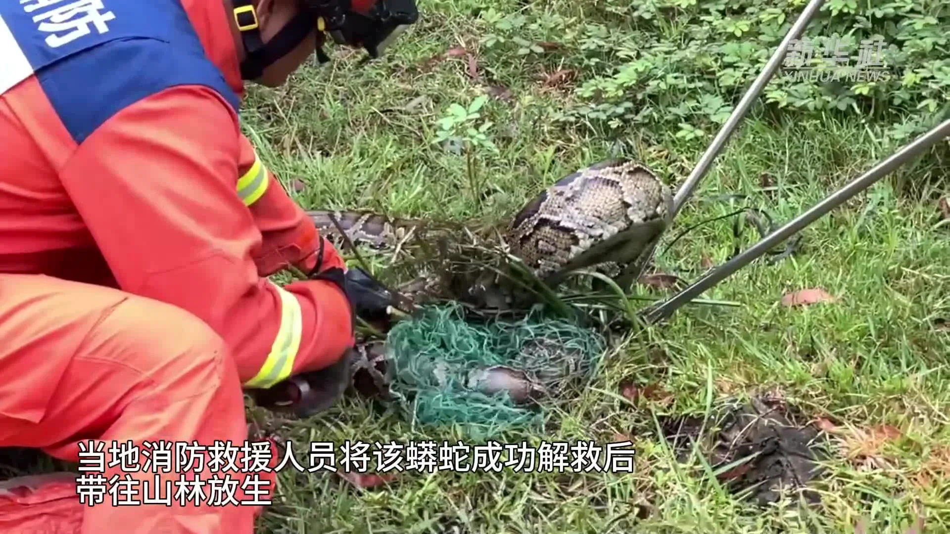 ดับเพลิงจีนช่วยชีวิต 'งูเหลือม' หนัก 30 กิโลฯ ติดอวนดักปลา