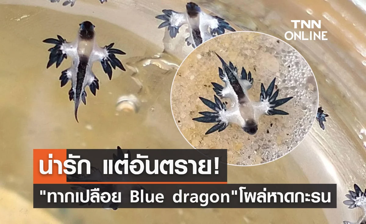 "ทากเปลือย Blue dragon" โผล่หาดกะรน เตือนห้ามจับเด็ดขาด!