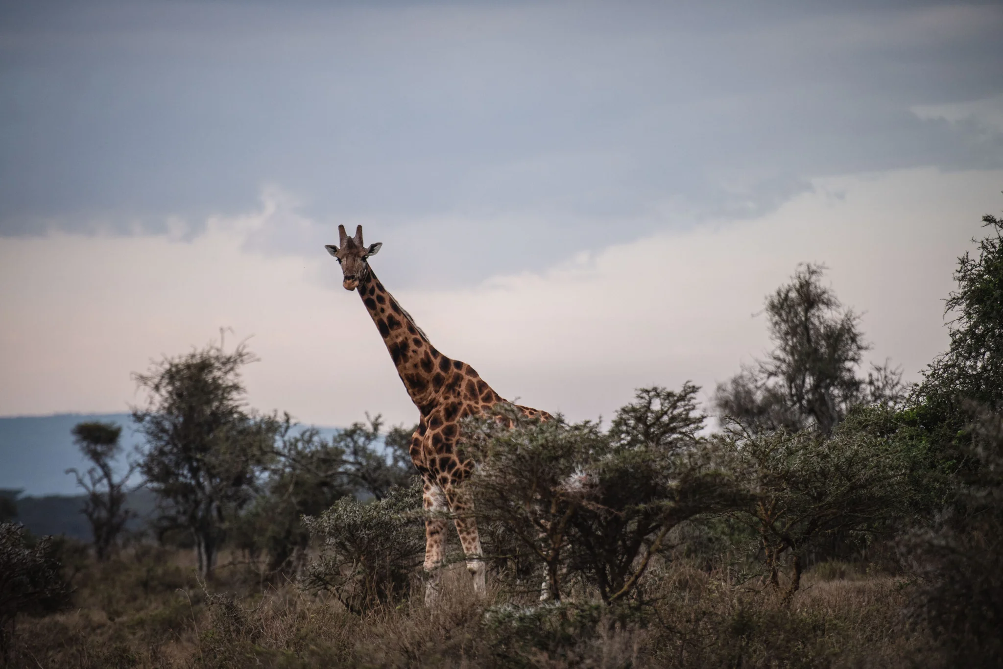 ส่องสารพัด 'สัตว์ป่า' กลางอุทยานฯ ในเคนยา