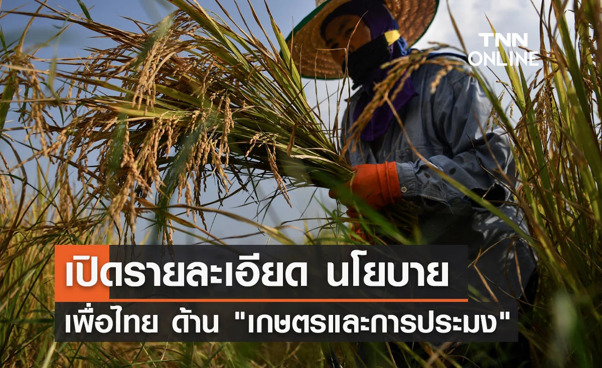 เปิดรายละเอียด นโยบายเพื่อไทย "เกษตรและการประมง"