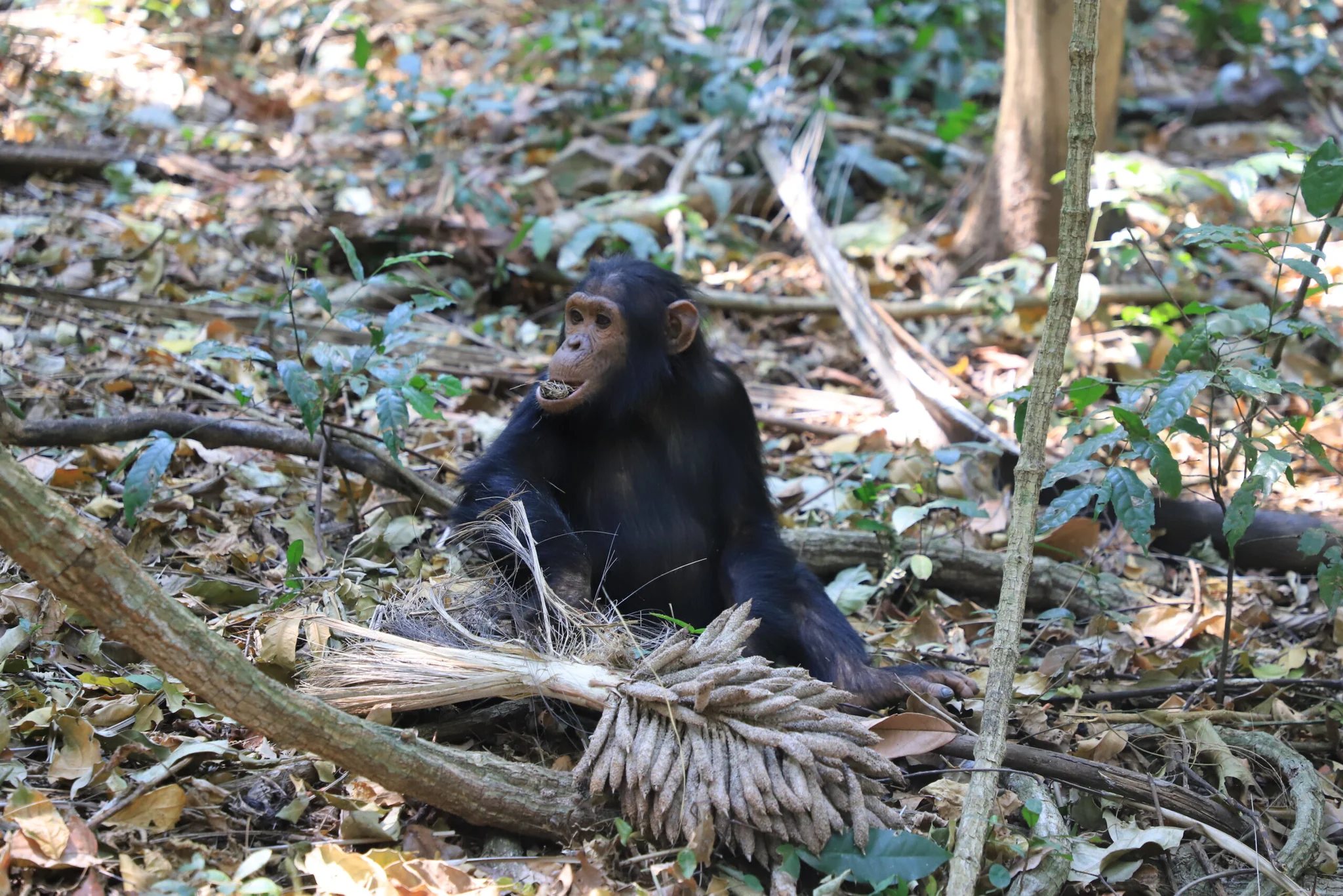'ชิมแปนซี' อวดโฉมกลางธรรมชาติในแทนซาเนีย