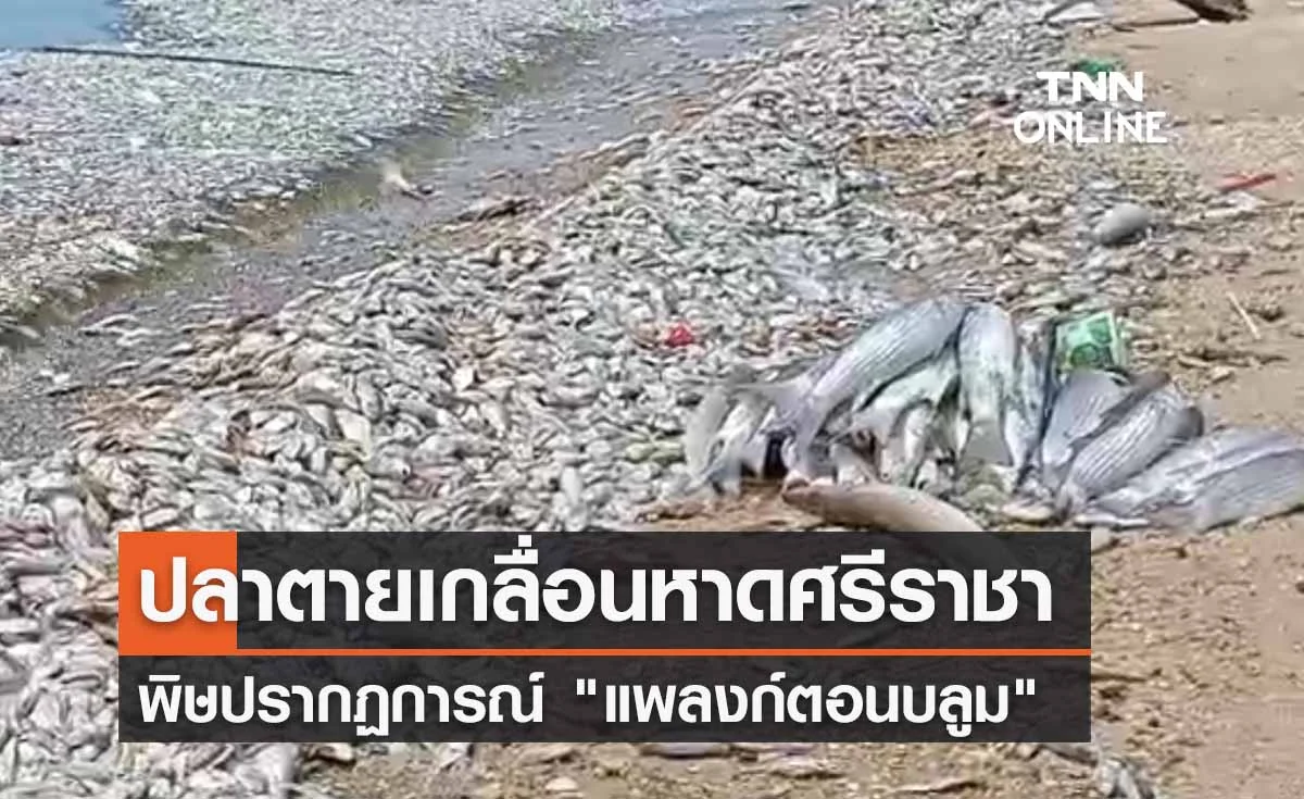 ผงะ! ปลาตายเกลื่อนหาดศรีราชา พิษปรากฏการณ์ "แพลงก์ตอนบลูม"