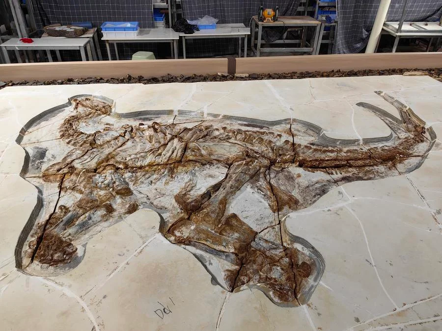 จีนพบฟอสซิล 'ไดโนเสาร์' อายุ 130 ล้านปี สภาพดีเยี่ยม