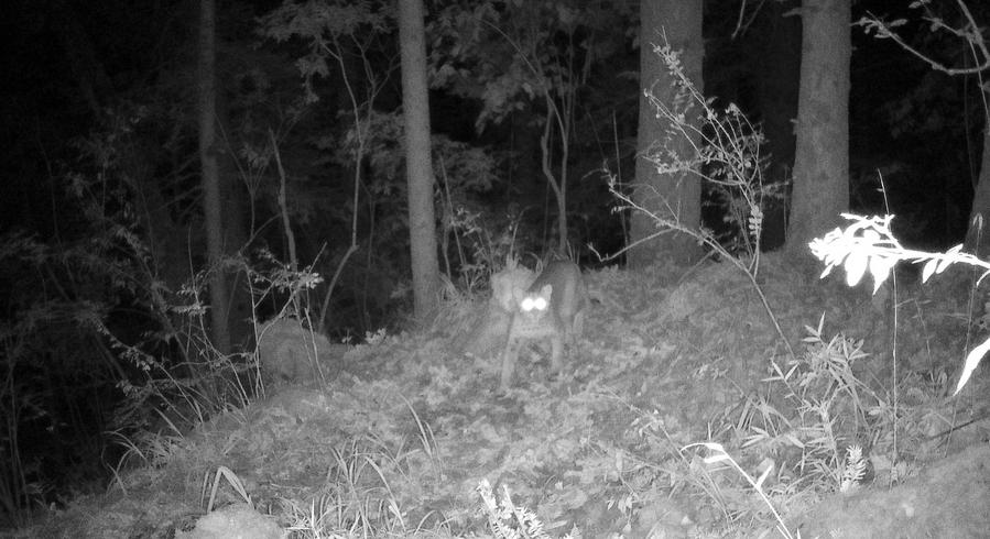 กล้องอินฟราเรดจับภาพ 'เสือไฟ' สัตว์ป่าหายากในกานซู่