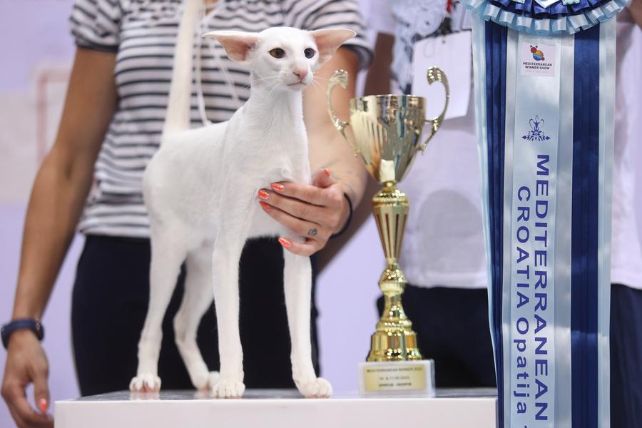 ยลโฉม 'ผู้ชนะแห่งเมดิเตอร์เรเนียน' งานแสดงแมวในโครเอเชีย