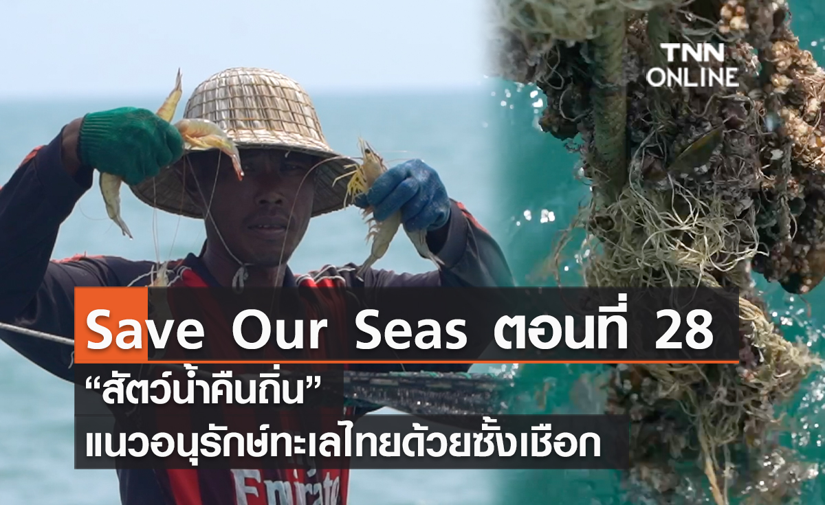 (คลิป) Save Our Seas ตอนที่ 28 “สัตว์น้ำคืนถิ่น” แนวอนุรักษ์ทะเลไทยด้วยซั้งเชือก