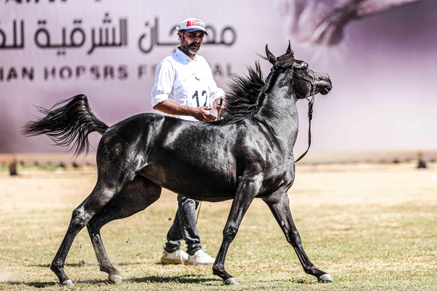 ส่อง 'ม้าอาหรับ' ร่วมประกวดความสง่างามในอียิปต์